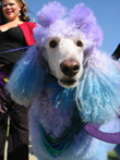 Haute Dog Howl'oween Parade