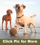 dog beach long beach california los angeles county off leash