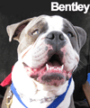 Bentley, Olde English Bulldog Pageant Winner 2009