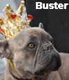 Buster, French bulldog winner 2009
