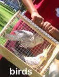 birds at blessing of the animals long beach