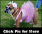 haute dog howl'oween parade long beach halloween