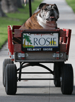 rosie in her wagon